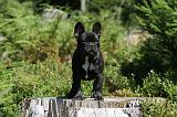 BOULEDOGUE FRANCAIS 066